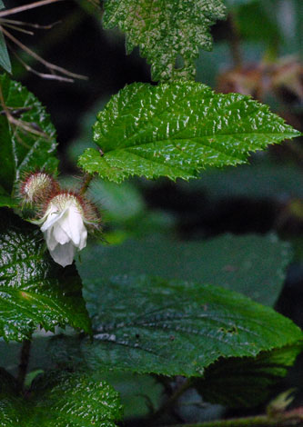 Rubus tricolor flower