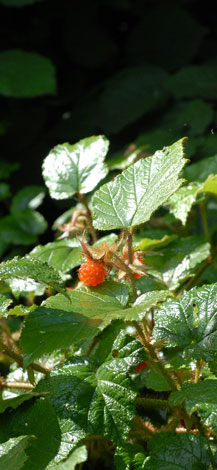 Rubus tricolor fruit