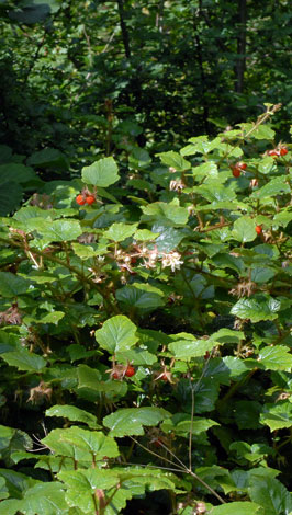 Rubus tricolor whole