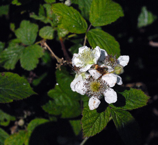 Rubus tuberculatus