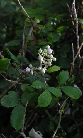 Rubus ulmifolius leaves