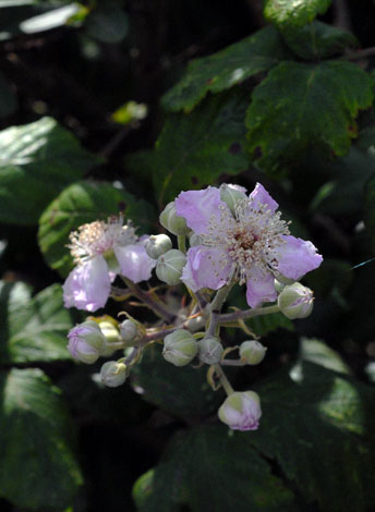 Rubus ulmifolius flowers