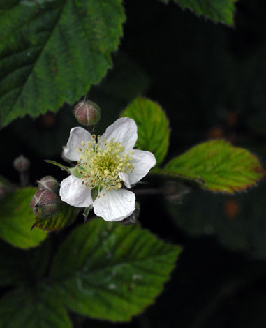 Rubus warrenii flower