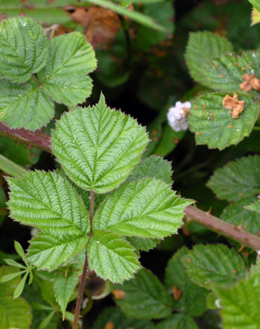 Rubus warrenii leaves 