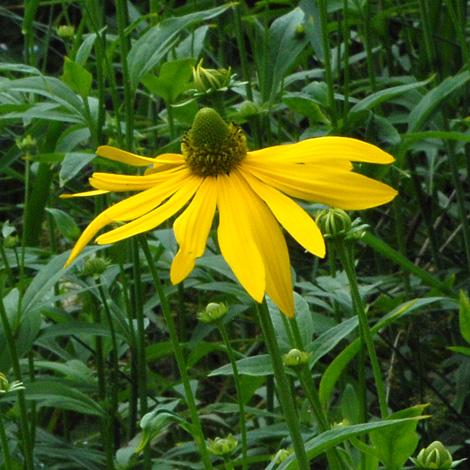 Rudbeckia laciniata close