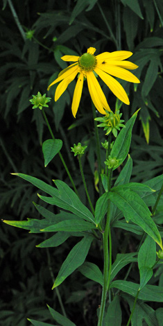 Rudbeckia laciniata whole