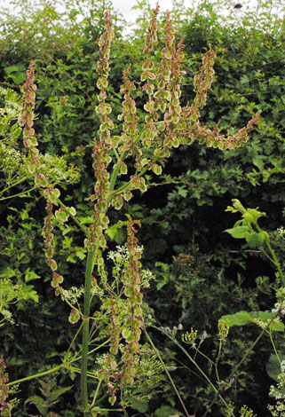 Rumex acetosa ssp acetosa