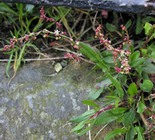 Rumex acetosella