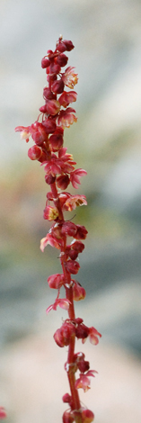 Rumex acetosella close