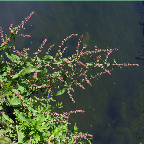 Rumex conglomeratus