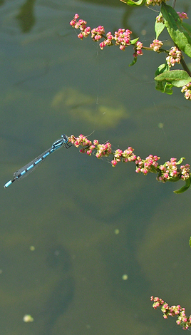 Rumex conglomeratus