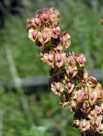 Rumex cristatus close