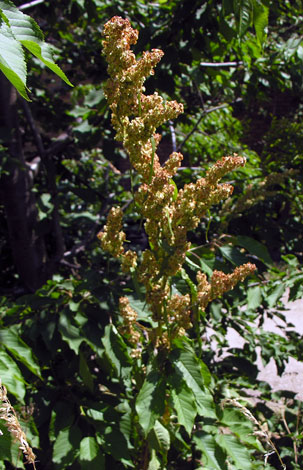 Rumex cristatus whole