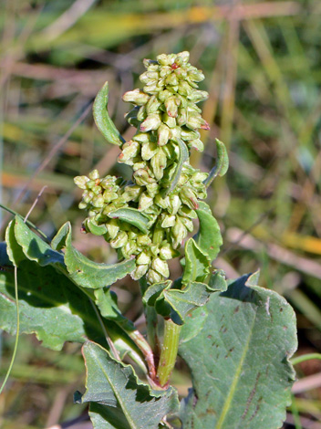 Rumex frutescens close