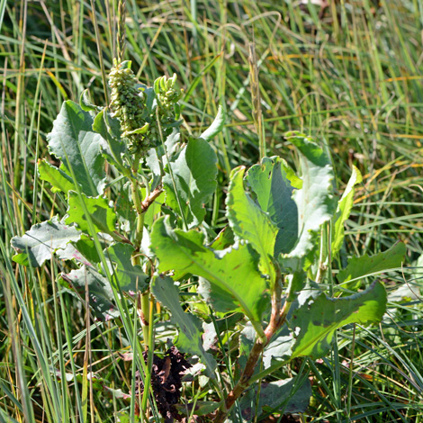 Rumex frutescens whole