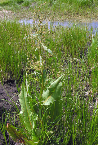 Rumex hydrolapathum whole