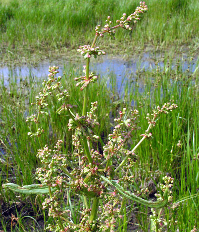 Rumex hydrolapathum close