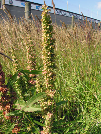 Rumex longifolius