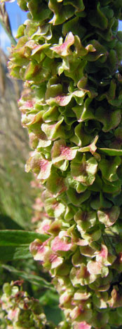 Rumex longifolius close
