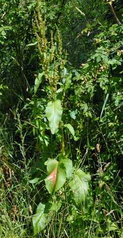 Rumex obtusifolius whole