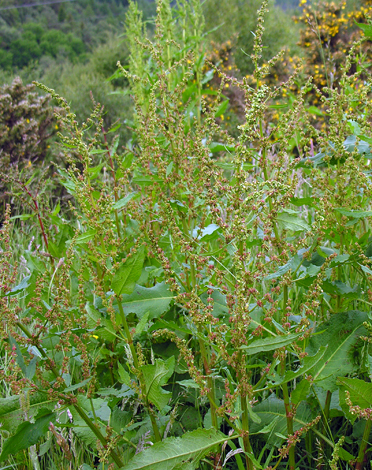 Rumex obtusifolius close