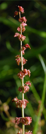 Rumex pulcher fruit