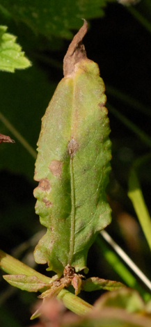 Rumex pulcher leaf