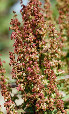 Rumex rupestris close