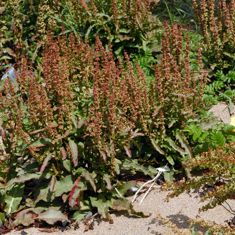 Rumex rupestris whole