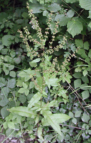 Rumex sanguineus