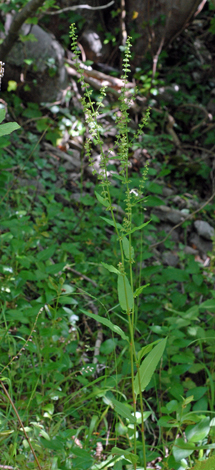 Rumex sanguineus