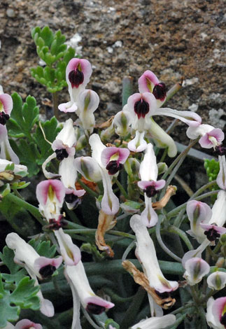 Rupicapnos africana close