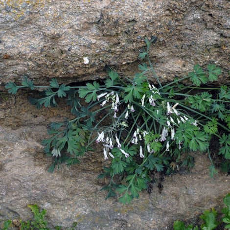 Rupicapnos africana whole