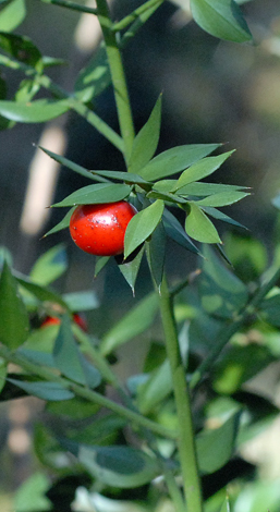 Ruscus aculeatus fruit