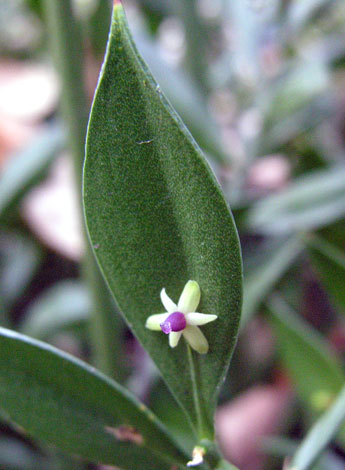 Ruscus aculeatus