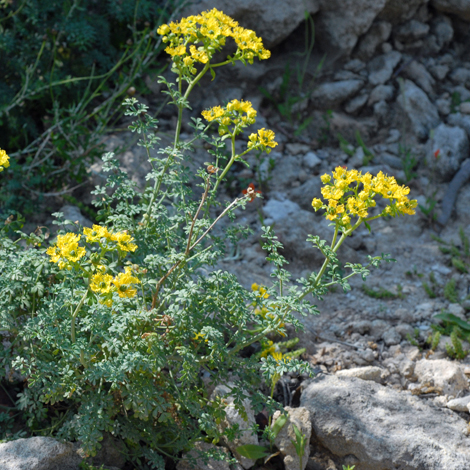 Ruta chalapensis whole