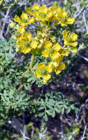 Ruta chalapensis close