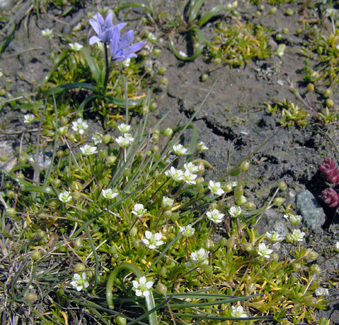 Sgaina subulata whole