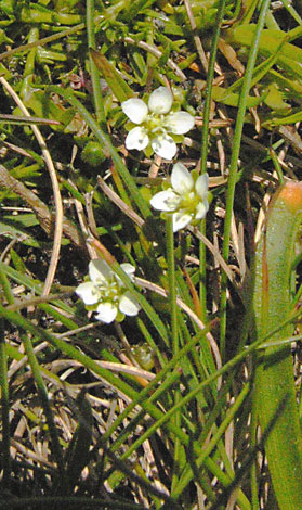 Sgaina subulata closer