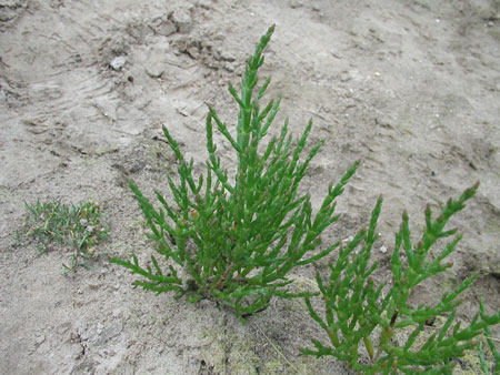 salicornia europaea