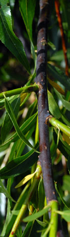 alix acutifolia twig