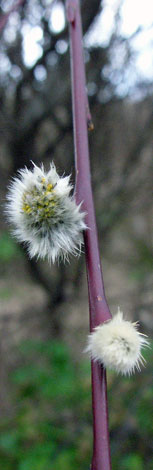alix acutifolia flower