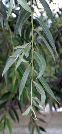 Salix alba leaves