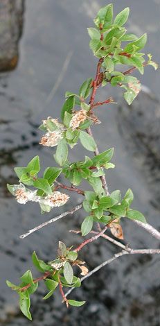 Salix arbuscula closer