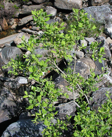 Salix aurita whole