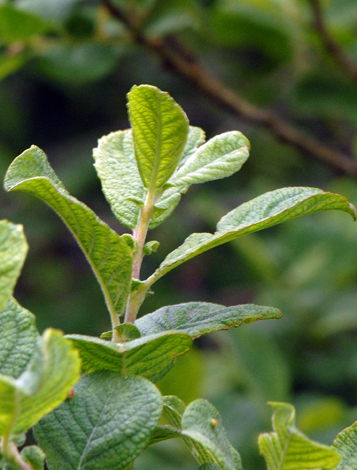 Salix aurita close