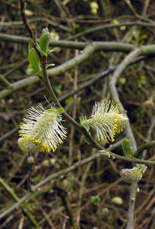 Salix caprea ssp caprea male flowers