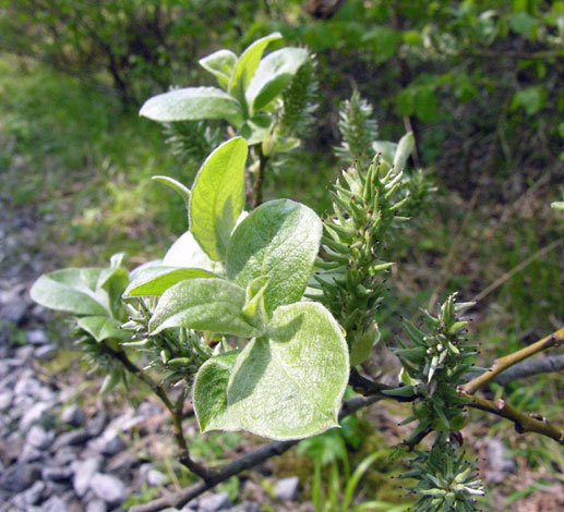Salix caprea ssp caprea leaves