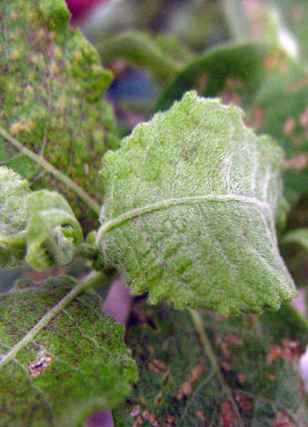 Salix caprea ssp sphacelata leaf