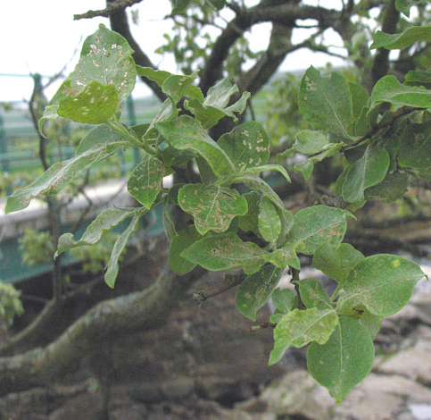 Salix caprea ssp sphacelata whole